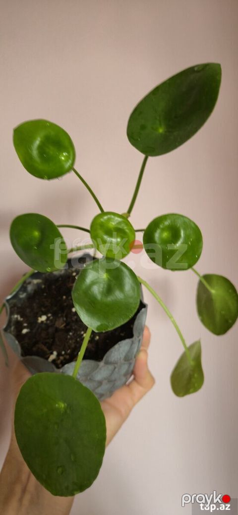 Otaq bitkisi Pilea