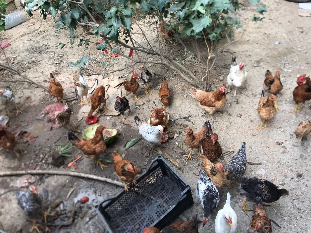 Çolpalar — Quşlar, Bakı (3)