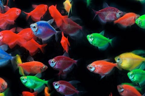 GloFish tetra — rəngli akvarium balıqları