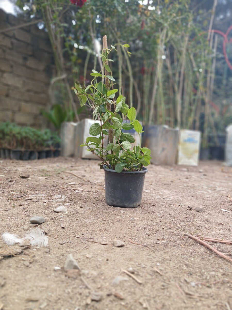 Jasmin — Bitkilər, Bakı (3)
