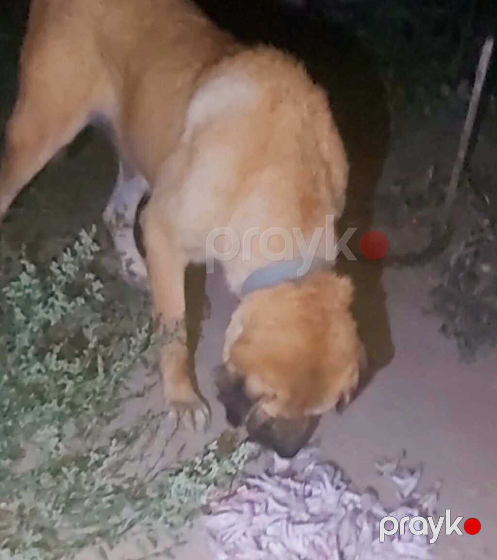 Köpək satılır — Akita-inu, Digah (2)