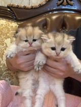 Britan, Dişi — Кошки