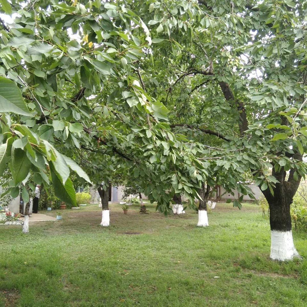 İcarəyə verilir 2 otaqlı həyət evi/bağ evi 40 m² — Ev, villa, Quba (2)