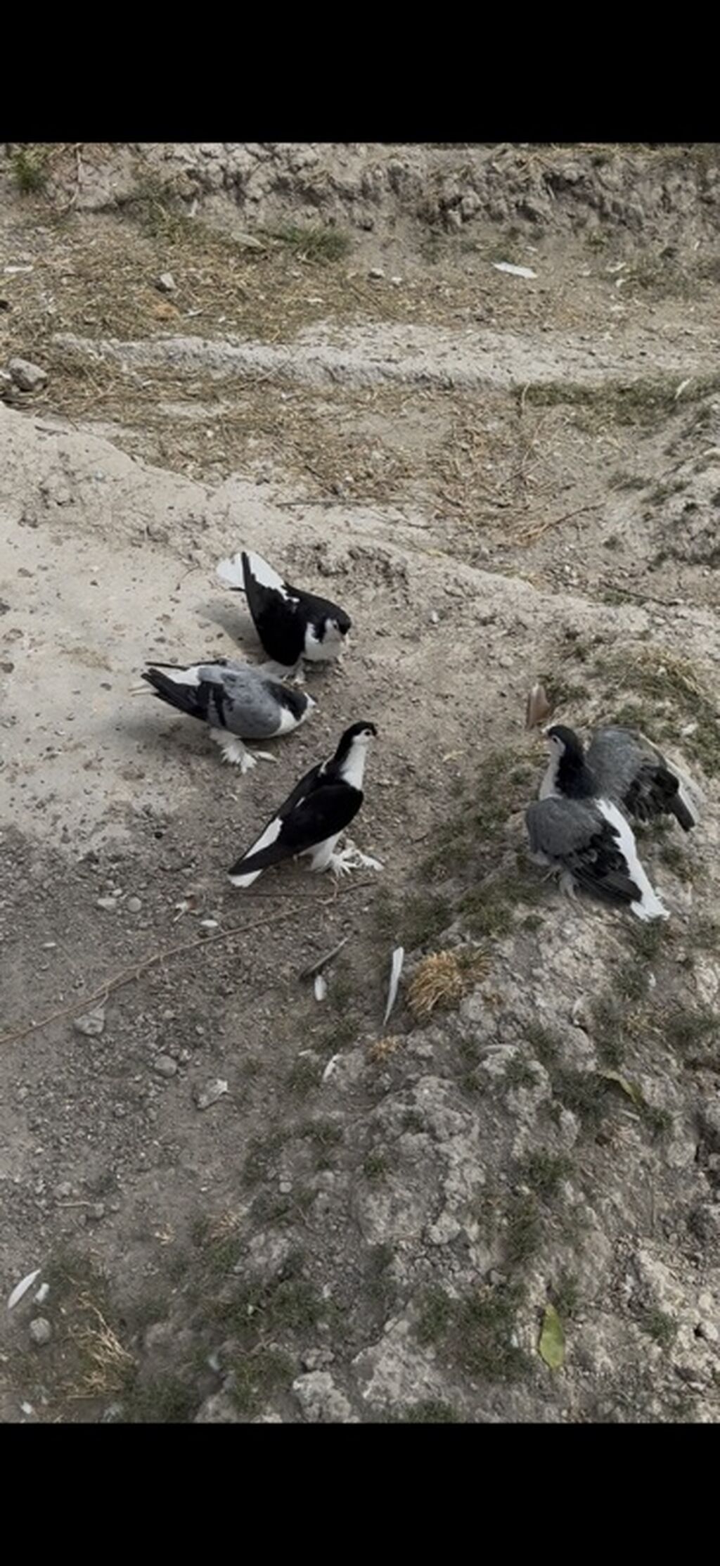 4 dene Delfin satilir 4 denesi 135 manat ciddi alicilar yazsin — Quşlar, Mingəçevir (3)