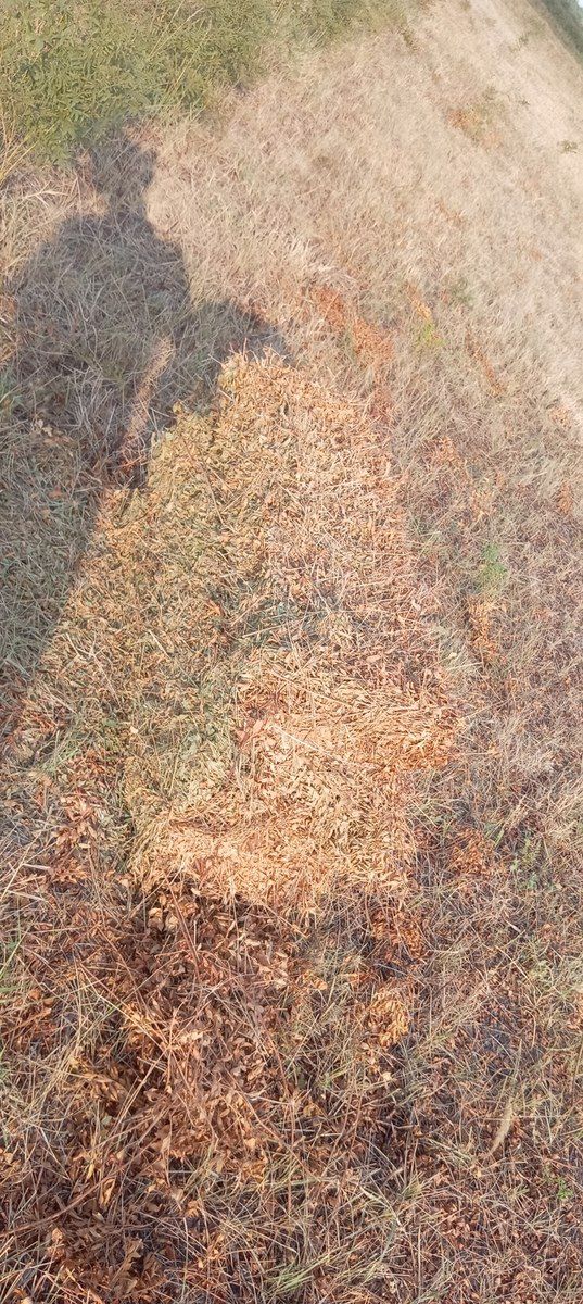 Biyan otu — Heyvanlar, Kürdəmir (5)