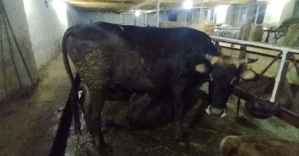 Inək 2 gi qarın kısırdı Sağlamdır problemi yoxdur 4 yaşı var — Digər heyvanlar, Goranboy (5)