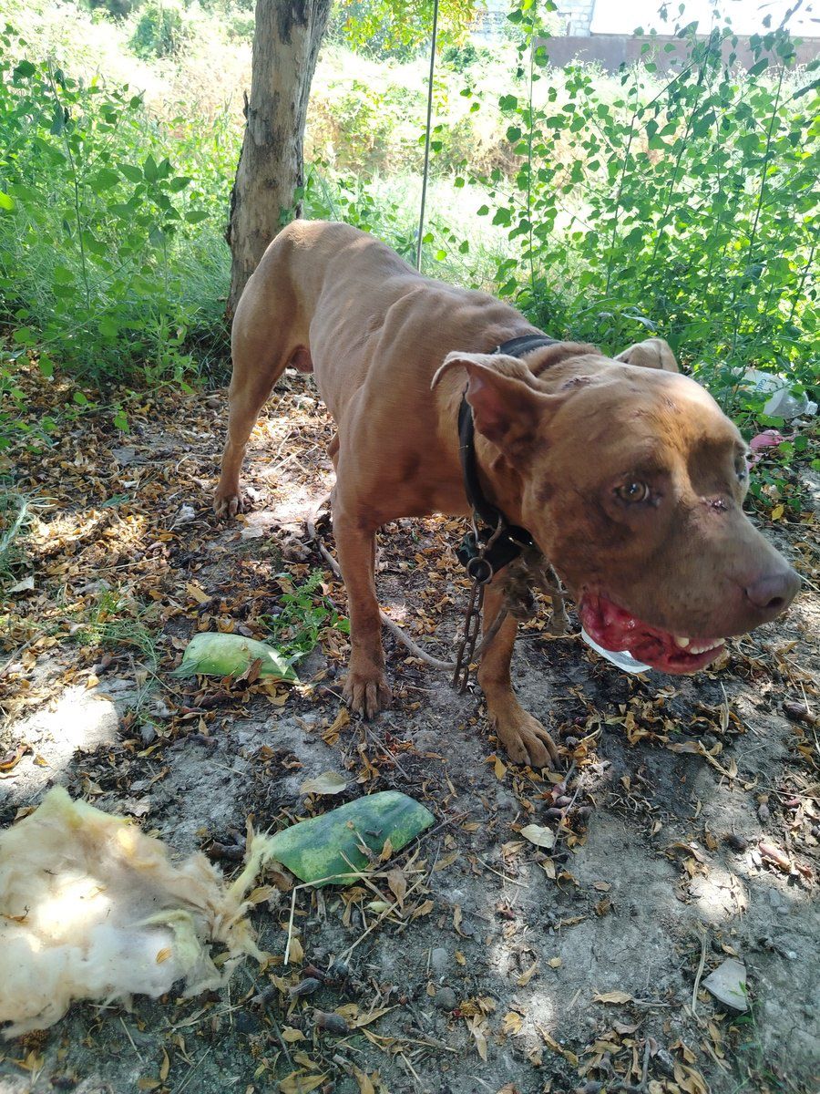 Pit Bull Terrier — Heyvanlar, Ağdaş (5)