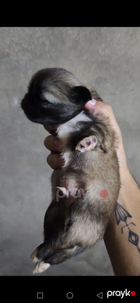 Pekines, 1 ay, Dişi, Peyvəndli, Ödənişli çatdırılma