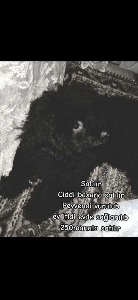Pudel, 1 il, Erkək, Peyvəndli, Ünvandan götürmə — Bakı