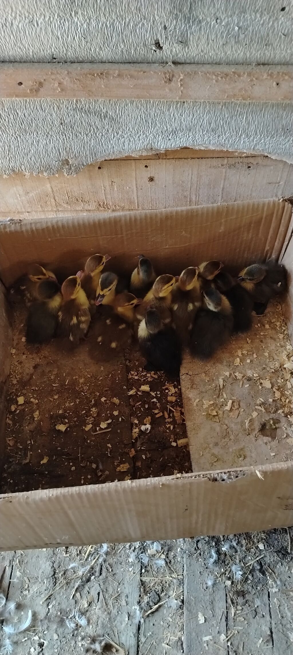 Satılır ördək balaları. 14 ədədi 95 azn.Təmiz qan zümrüd, krosnadar