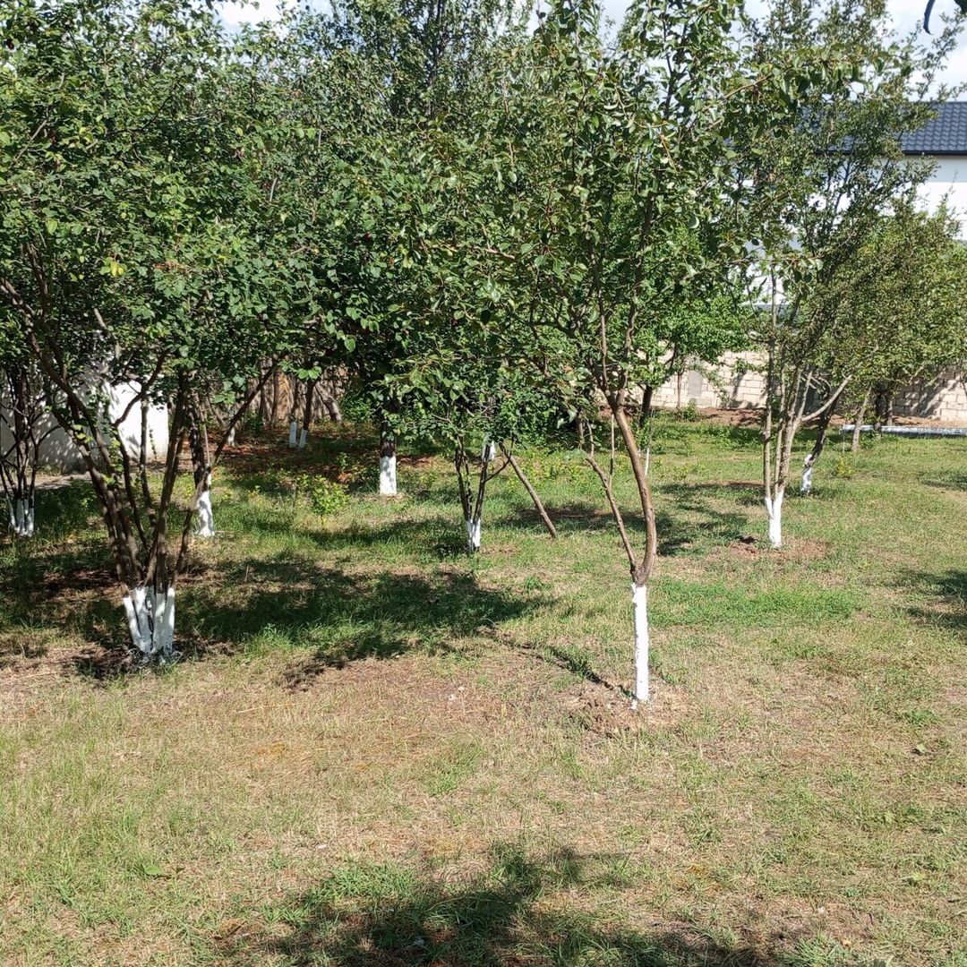 Həyət evi kirayə verilir, Şamaxı r. — Daşınmaz əmlak, Şamaxı (2)