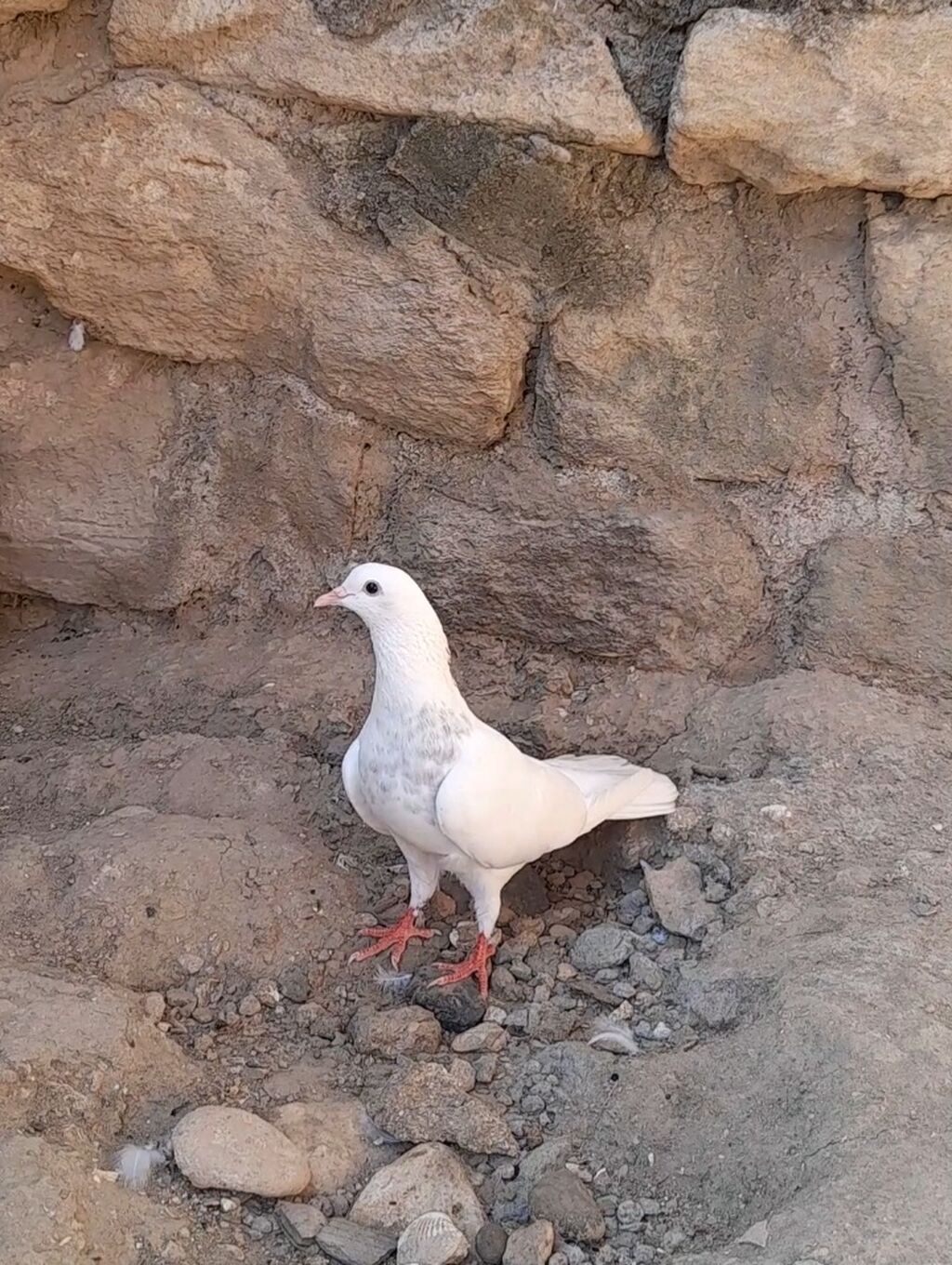 Dunen tutulub erkey qiymet sondu — Quşlar, Bakı (10)