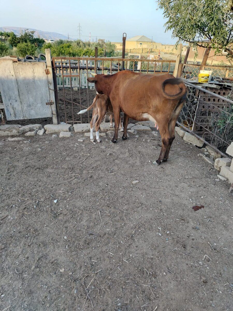 İnək — Heyvanlar, Bakı (2)