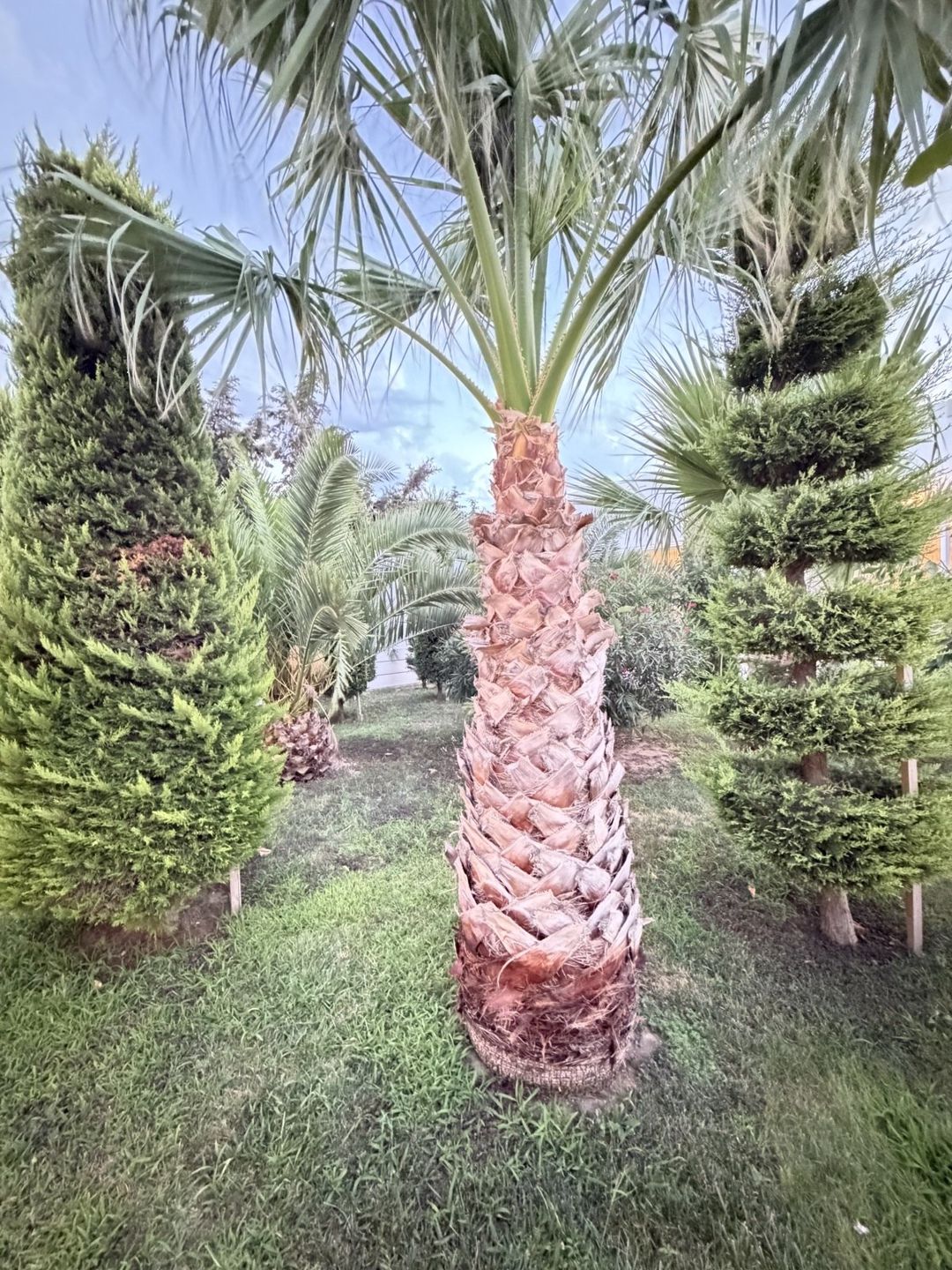 Satılır 6 otaqlı həyət evi/bağ evi 285 m² — Ev, villa, Bakı (6)