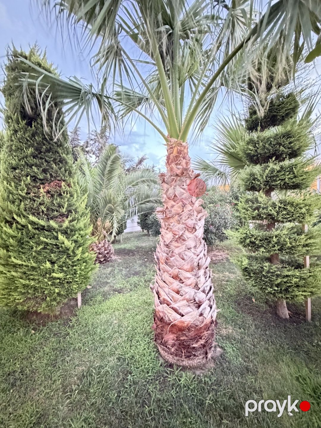 Satılır 6 otaqlı həyət evi/bağ evi 285 m² — Ev, villa, Bakı (6)
