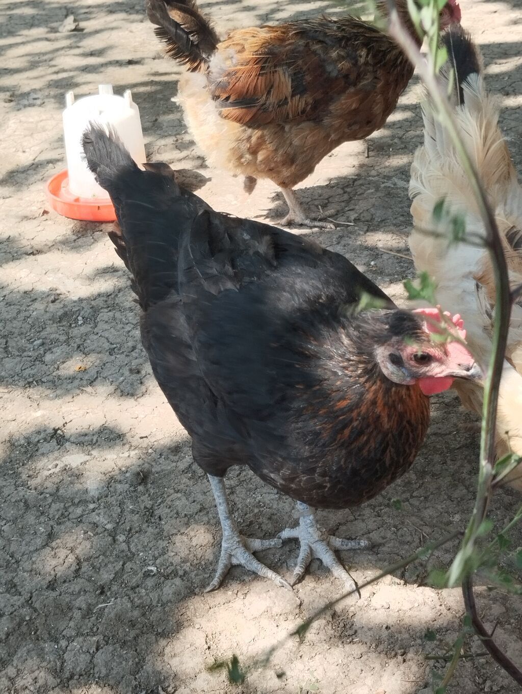 1 fere hinduşka 2 dene toyuq satılır Tam sağlamdilar toyuqlar — Quşlar, Gəncə (5)