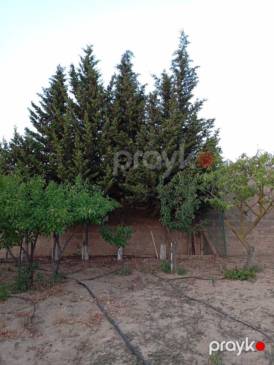 Bağ evi kirayə verilir, Sabunçu r — Ev, villa, Bakı (7)