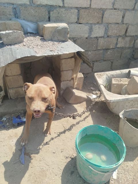 Pitbul, 1 il, Dişi, Peyvəndli