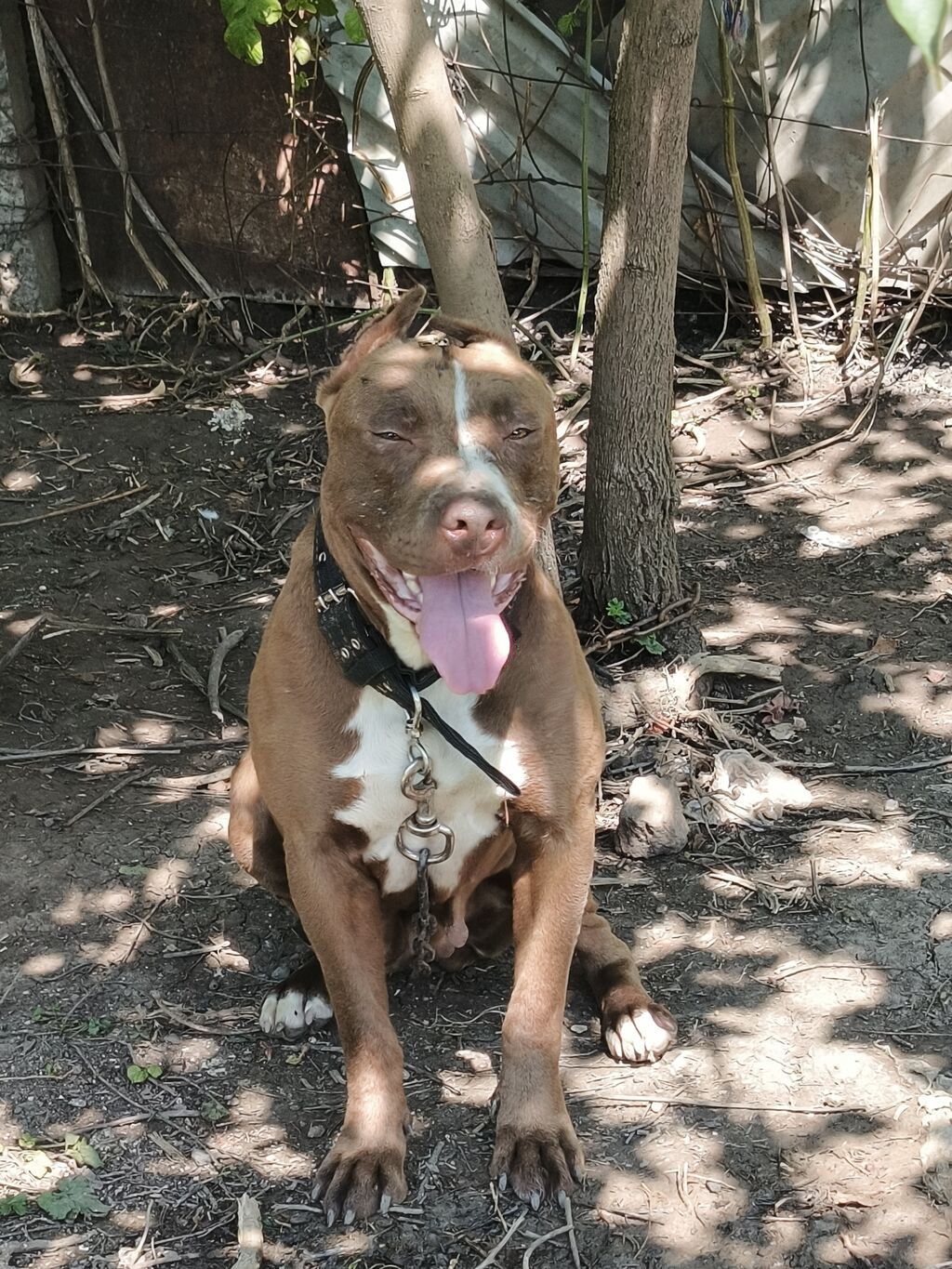 Pitbul, Dişi, Peyvəndli, Ünvandan götürmə
