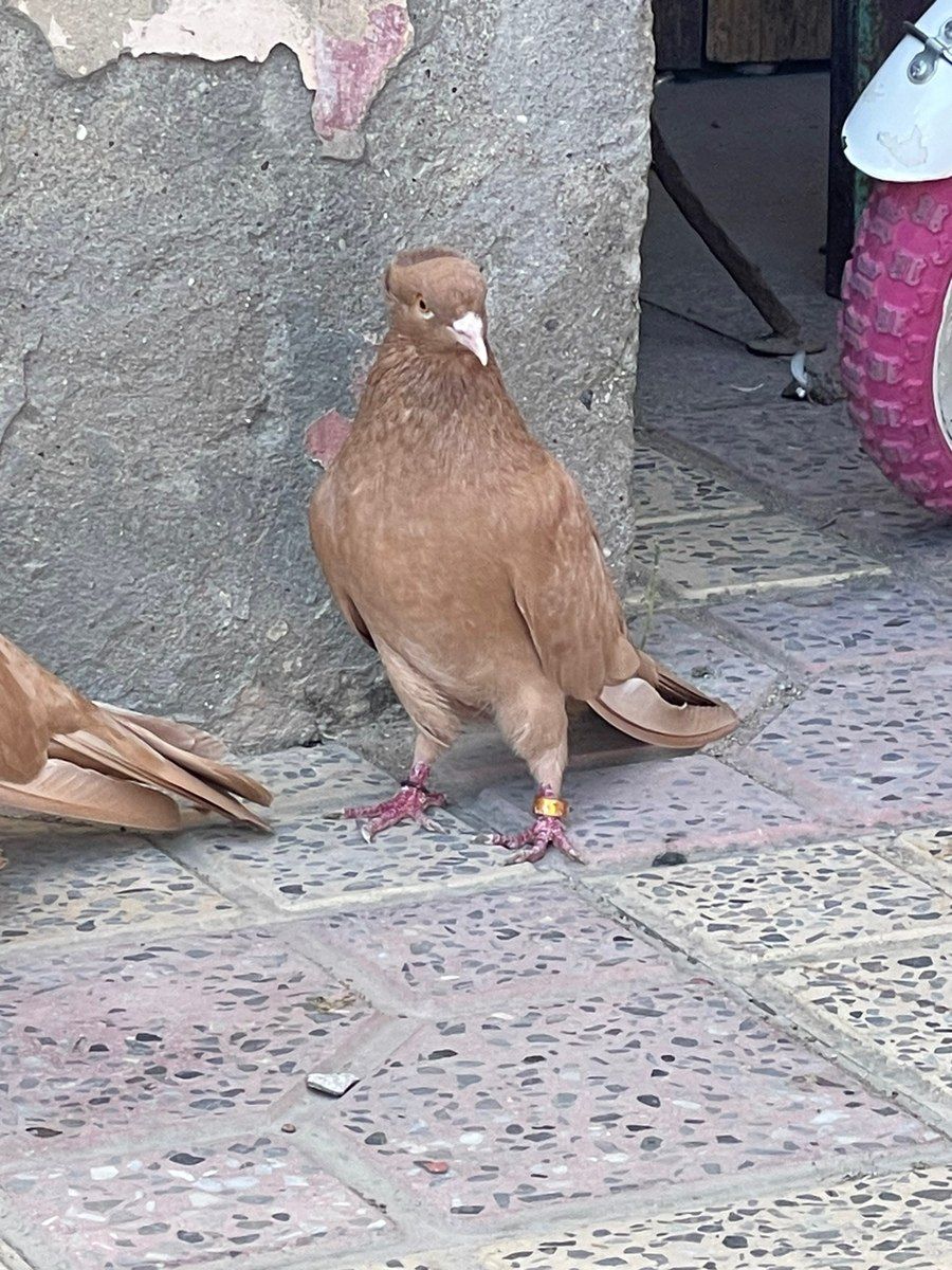 Göyərçinlər — Quşlar, Xırdalan (8)