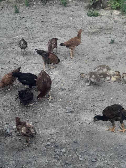 Toyuq cücələri, Ətlik