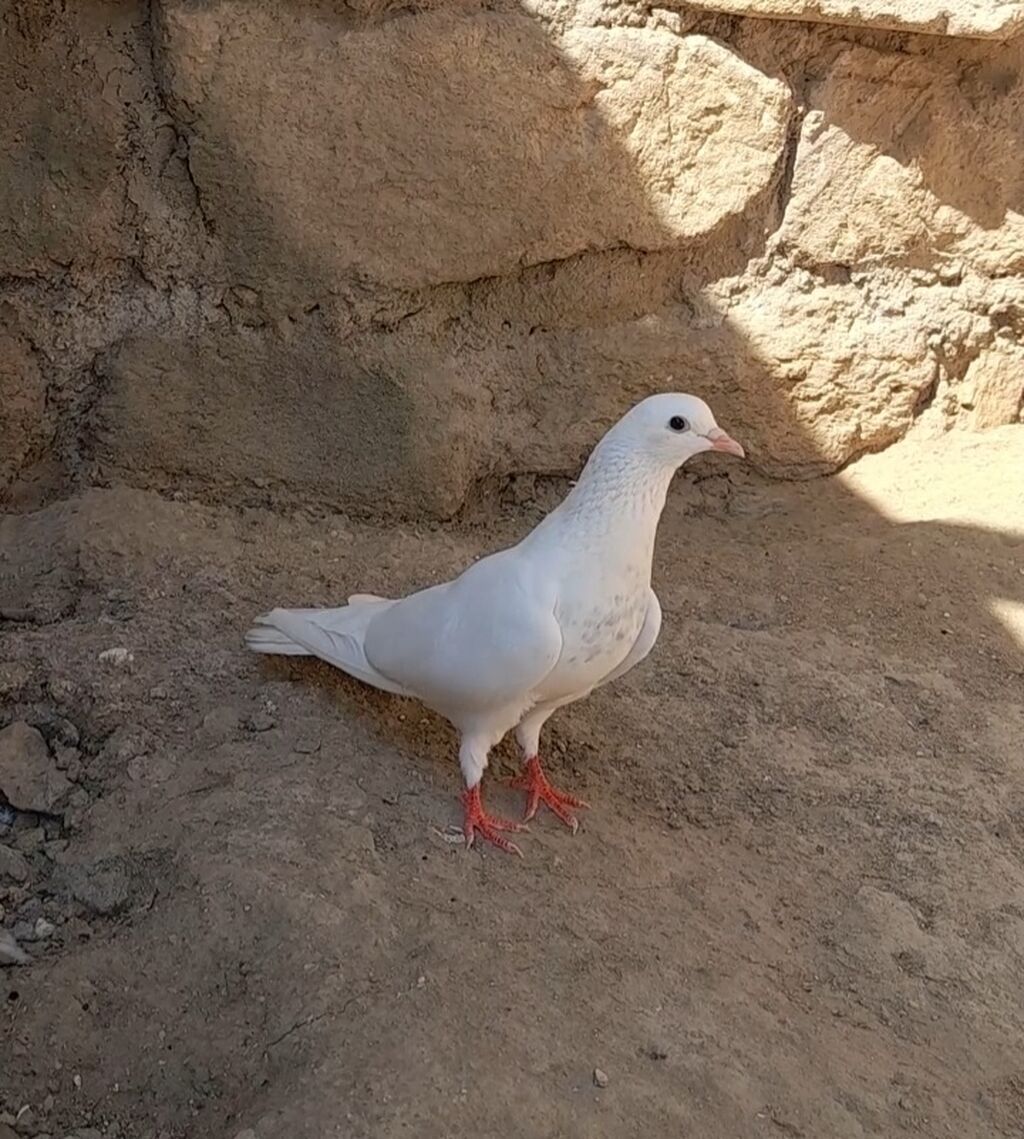 Dunen tutulub erkey qiymet sondu — Quşlar, Bakı (4)