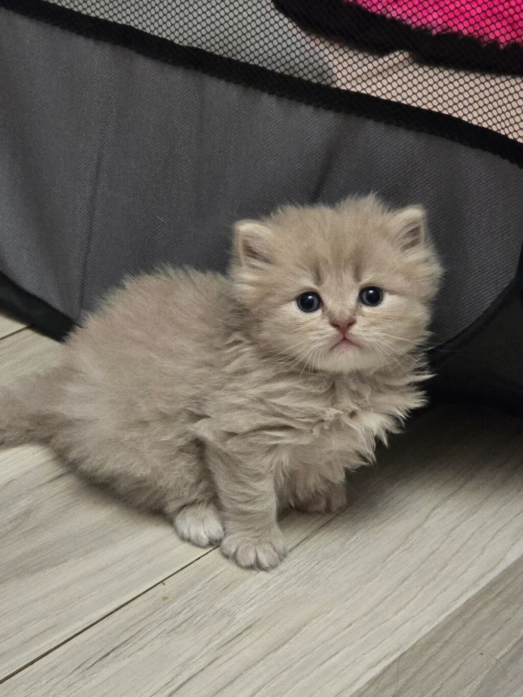 Erkək, Yaxşı əllərə, Pulsuz çatdırılma — Pişiklər, Mehdiabad