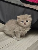 Erkək, Yaxşı əllərə, Pulsuz çatdırılma — Кошки
