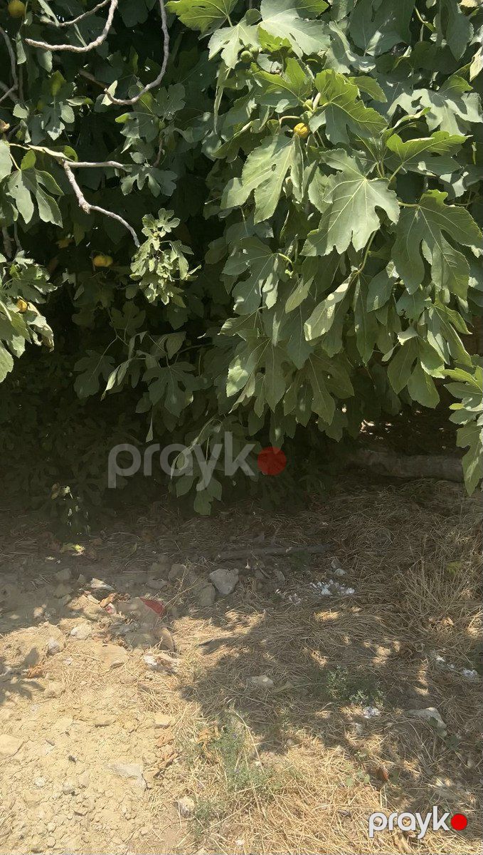 Satılır torpaq 3.2 sot — Torpaq, Sumqayıt (3)