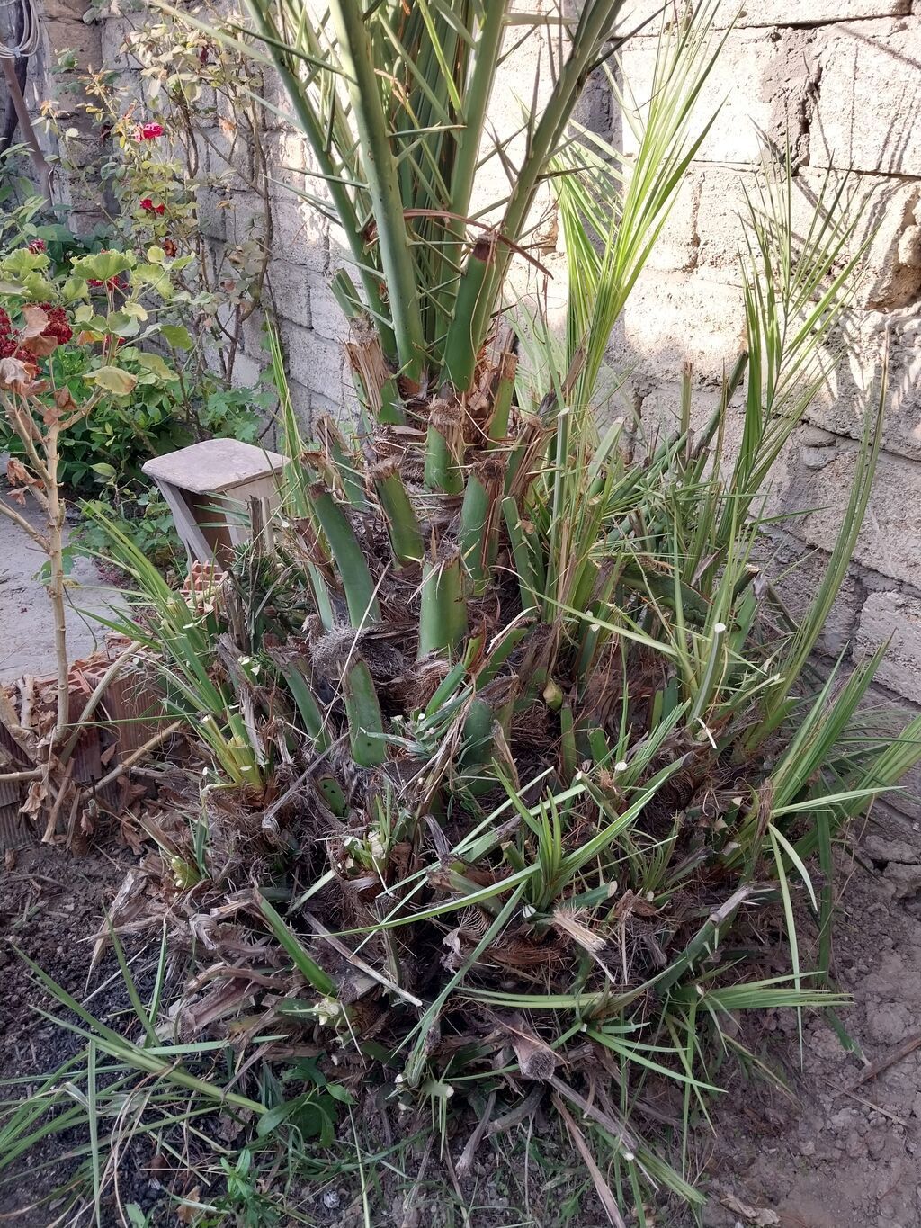 Xurma (xurma xurması, Phoenix dactylifera) – həyət üçün dekorativ — Bitkilər, Digah (4)