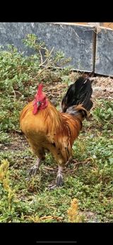 Yapon xoruz, 1 il, satılır — Chickens and roosters