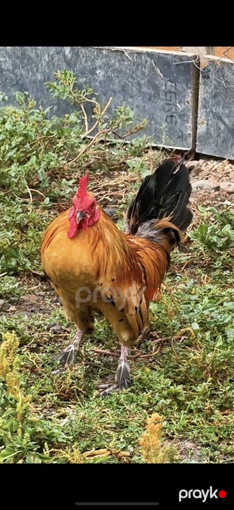 Yapon xoruz, 1 il, satılır