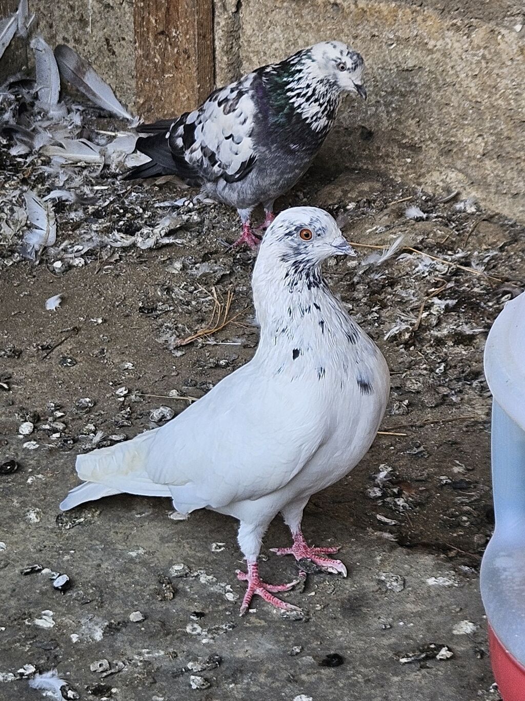 Tutulma erkeydi satilir real alanar buyursun ünvan ramani gülçülük — Quşlar, Digah (4)