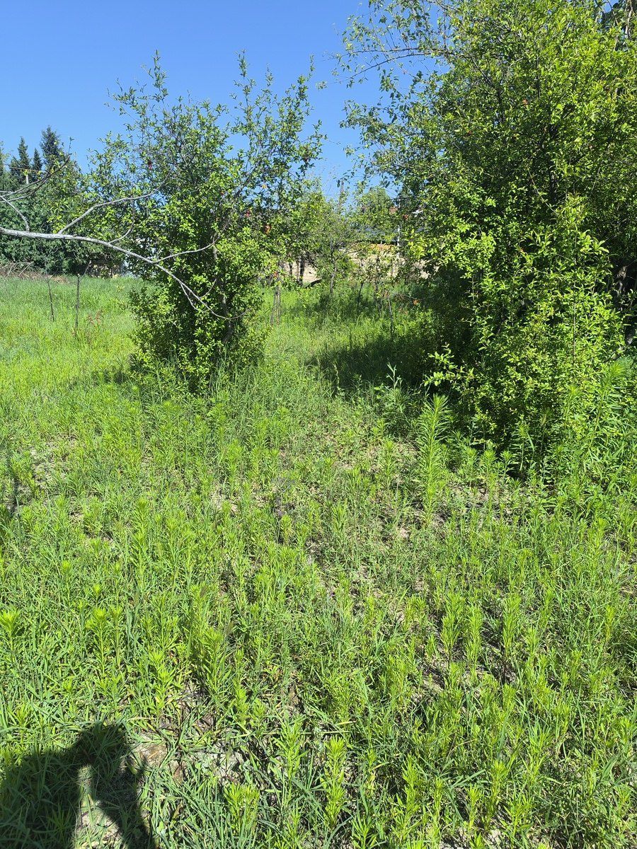 Satılır torpaq 4 sot — Torpaq, Bakı (12)
