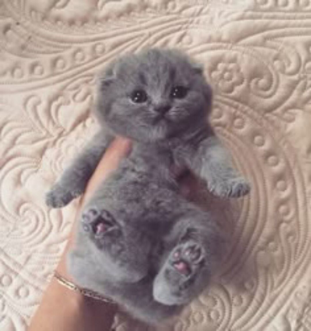 Şotland pişiyi balaları — Pişiklər, Bakı (2)