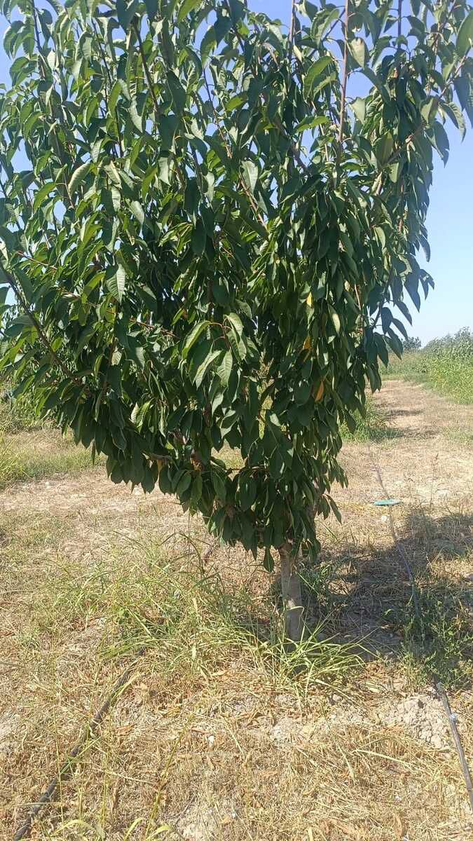 436 sot torpaq sahəsi, Quba r. — Torpaq, Quba (2)