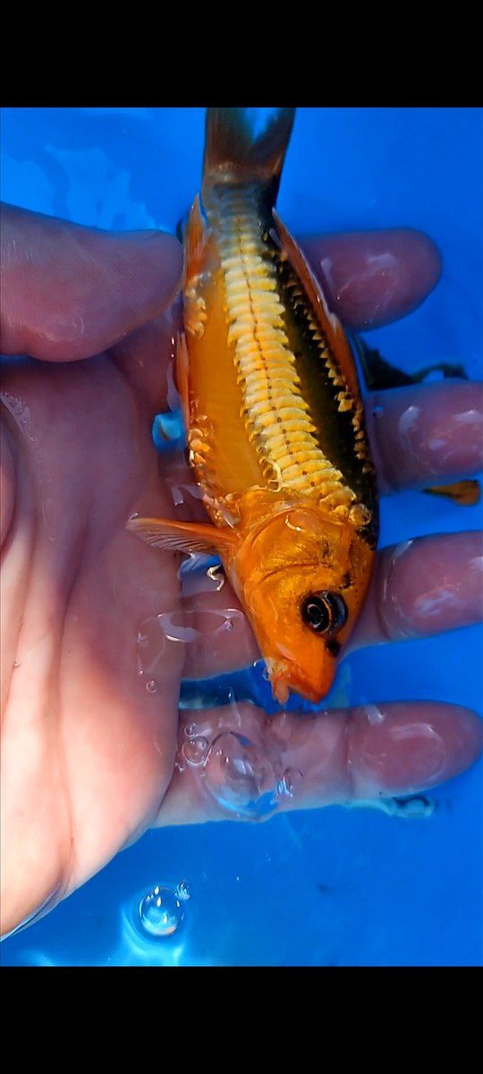 Koi balıqları — Akvariumlar və balıqlar, Bakı (7)