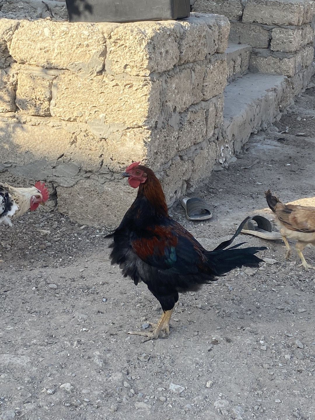 Xoruz — Quşlar, Bakı (2)