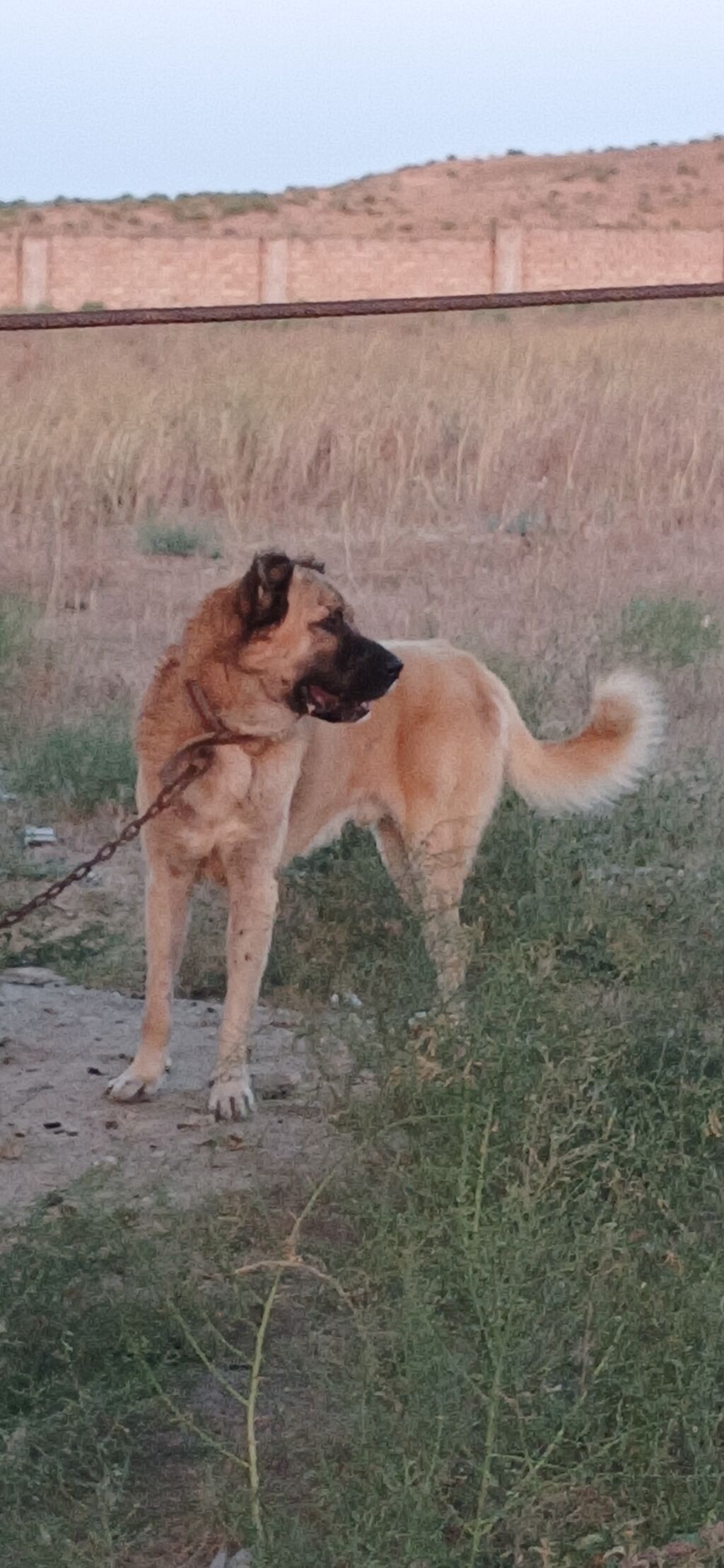 Qurdbasar, 2 il, Erkək, Peyvəndli, Ödənişli çatdırılma — Heyvanlar, Qazax (7)