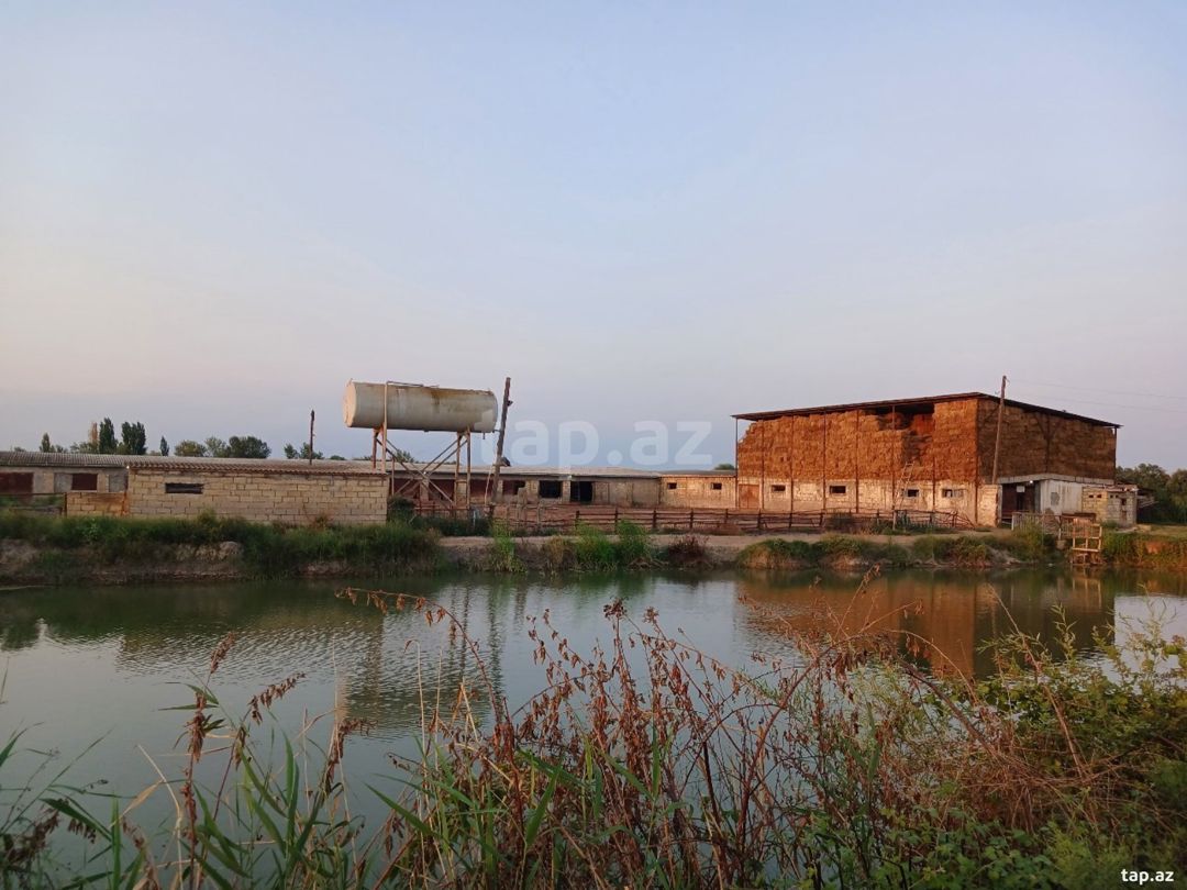 6500 sot torpaq sahəsi, Sabirabad r. — Torpaq, Sabirabad (8)
