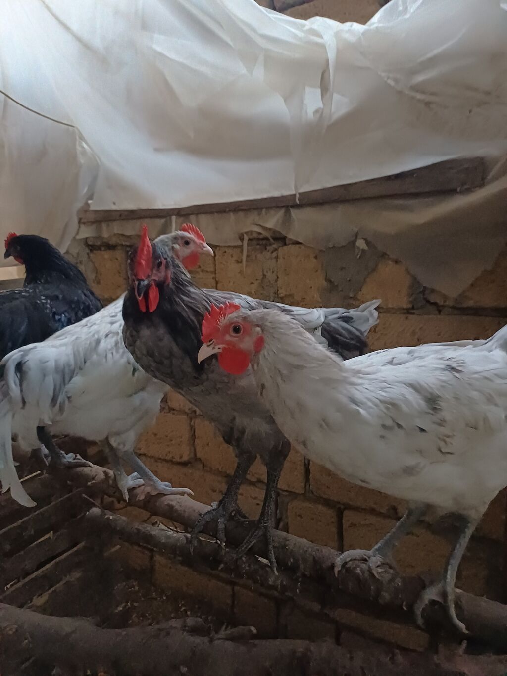 Austrolorp xoruzlar Təsvir: - Ağ və boz rəng çalarlarında, qırmızı — Heyvanlar, Novxanı (3)