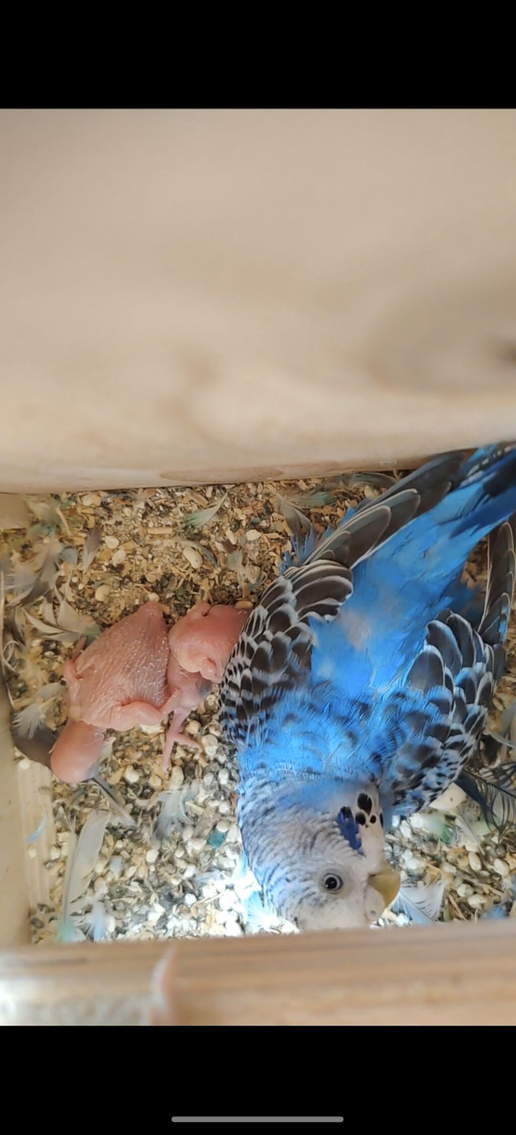 ​🦜 SAĞLAM VƏ BAXIMLI TUTUQUŞULAR SATILIR! ​Ev şəraitində böyüdülmüş — Quşlar, Sumqayıt (4)