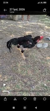 Xoruz, il: 1 — Chickens and roosters
