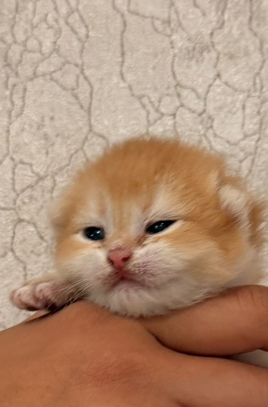 Qızıl şinşilla, Erkək, Dişi, Yaxşı əllərə, Ünvandan götürmə, Ödənişli çatdırılma, Rayonlara çatdırılma — Pişiklər, Digah (4)
