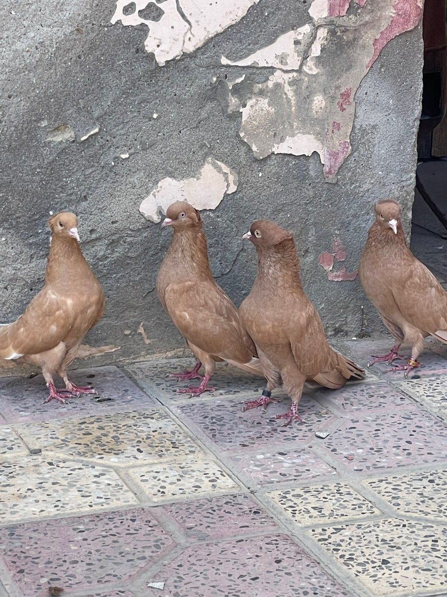 Göyərçinlər — Quşlar, Xırdalan (7)