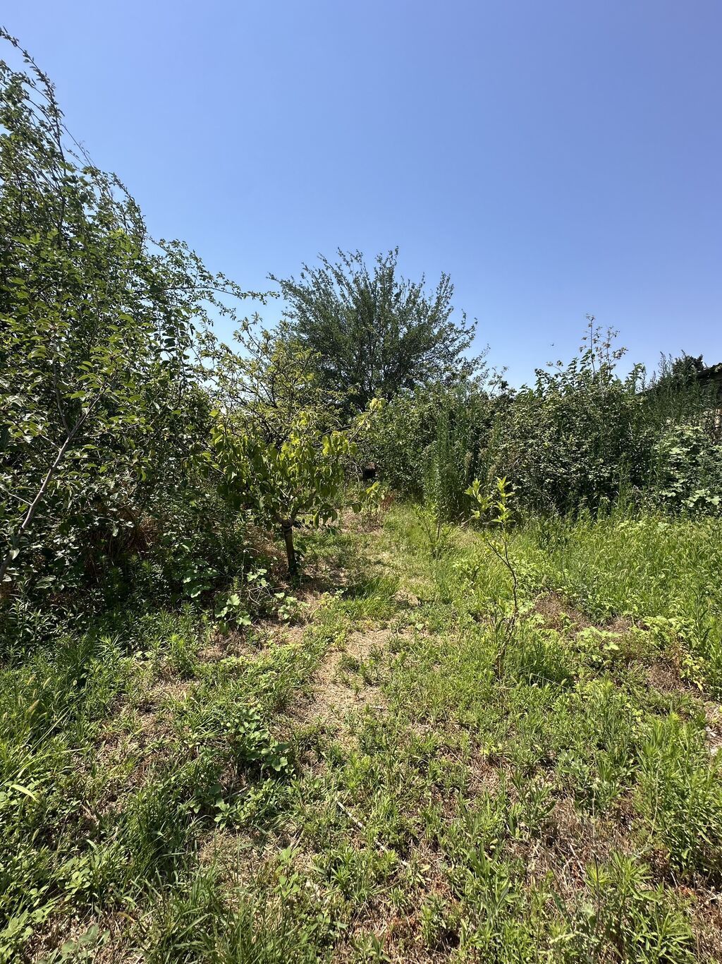 5 sot, Tikinti, Mülkiyyətçi, Kupça (Çıxarış), Texniki pasport — Torpaq, Saray (5)