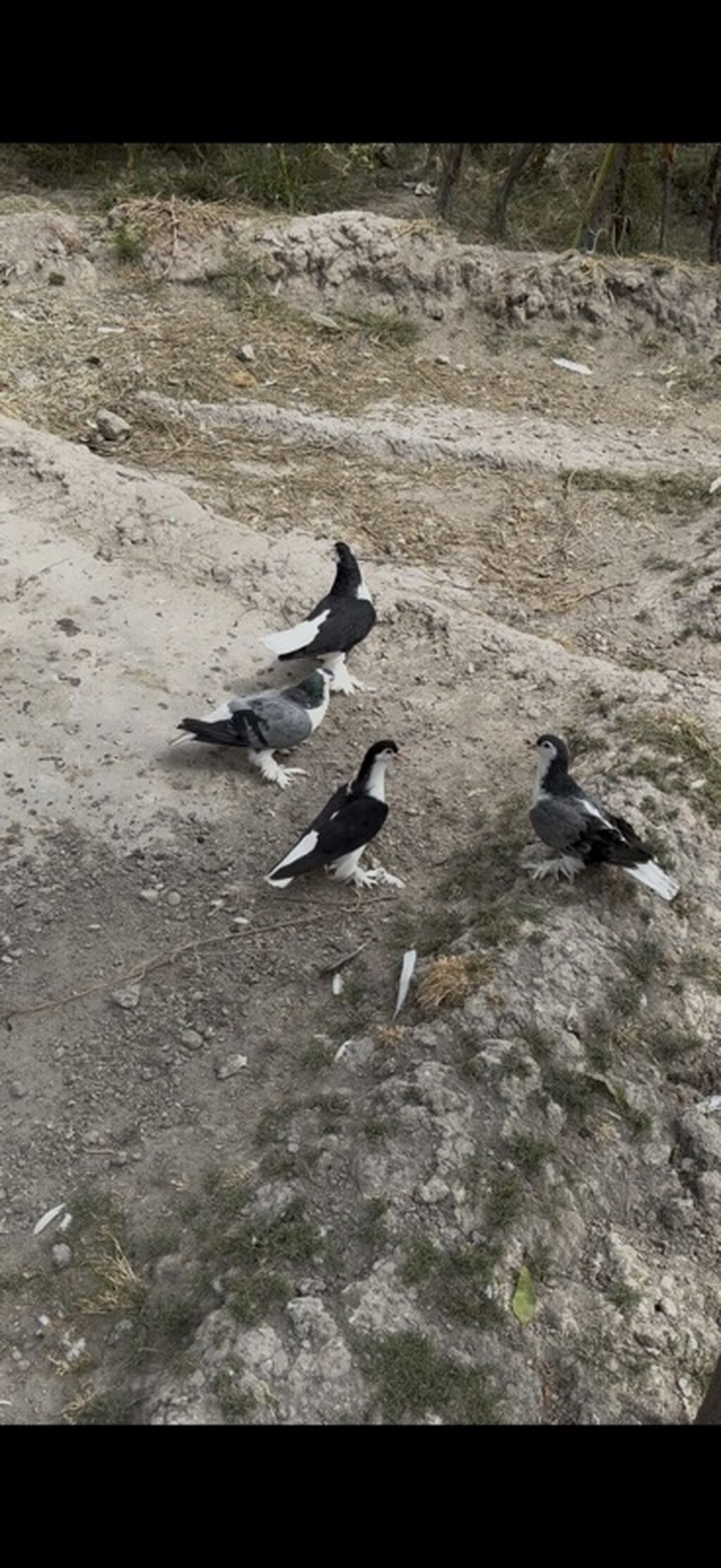 4 dene Delfin satilir 4 denesi 135 manat ciddi alicilar yazsin — Quşlar, Mingəçevir (2)