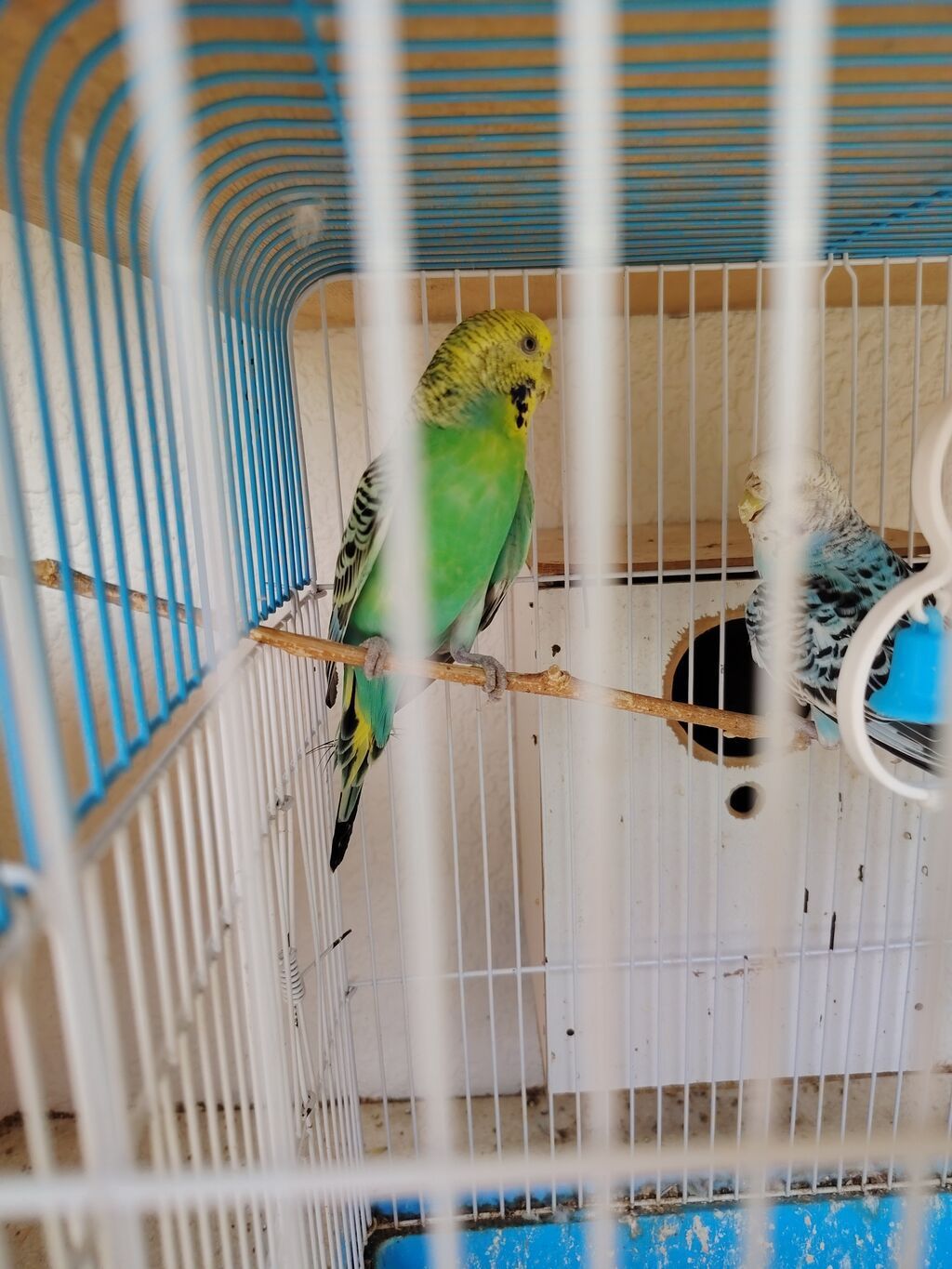 ​🦜 SAĞLAM VƏ BAXIMLI TUTUQUŞULAR SATILIR! ​Ev şəraitində böyüdülmüş — Quşlar, Sumqayıt (3)