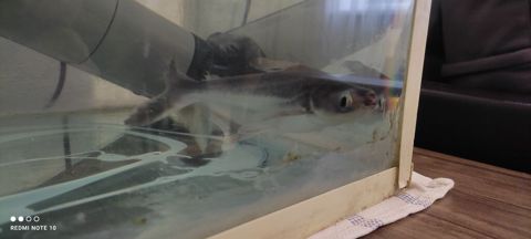 Pangasius akvarium balığı 22 sm