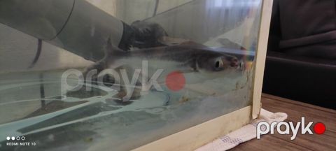 Pangasius akvarium balığı 22 sm